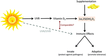 quá trình tia UVB sản sinh vitamin D