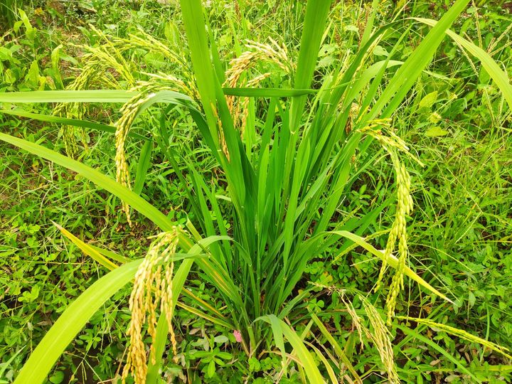 lúa cũng có thể trồng nông nghiệp hữu cơ thuận tự nhiên không cần ruộng nước